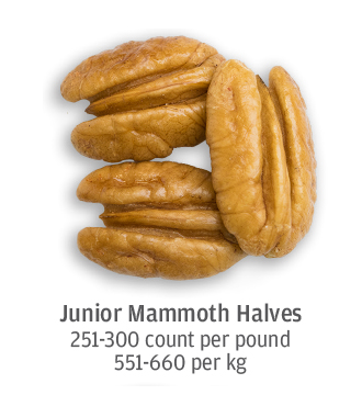size comparison of junior mammoth pecan halves 551-660 pecans per kilogram