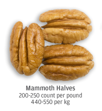 size comparison of mammoth pecan halves, 440-550 per kilogram