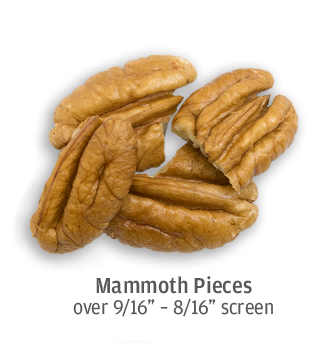 size comparison of mammoth pecan pieces, up to 9/16 of an inch in size